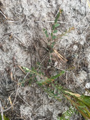Bossiaea heterophylla