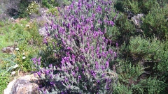 Lavandula stoechas