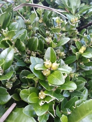 Buxus liukiuensis