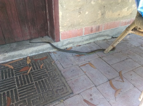 Tiger Snake sighting