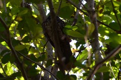 Antrostomus cubanensis cubanensis