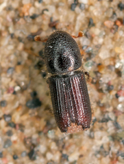 Orthotomicus laricis