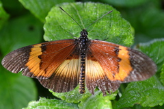 Acraea quadricolor