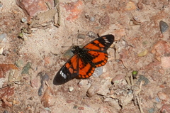 Acraea amicitiae