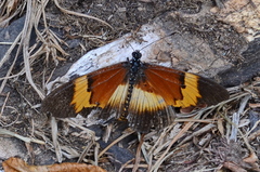 Acraea quadricolor