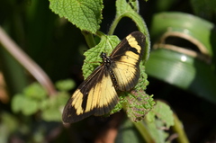 Acraea disjuncta