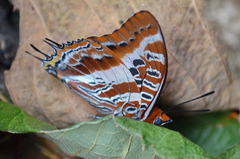 Charaxes druceanus obscura