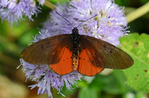 Stephenia asboloplintha
