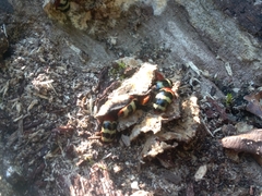 Callischyrus amoenus