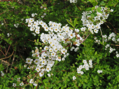 Image of Thunberg's Meadowsweet (Spiraea thunbergii) by (c) Marco Mussita, some rights reserved (CC BY)