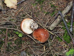 Leucocortinarius bulbiger