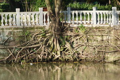Ficus
