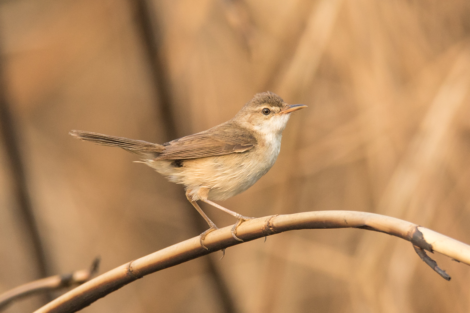 Blunt-winged Warbler