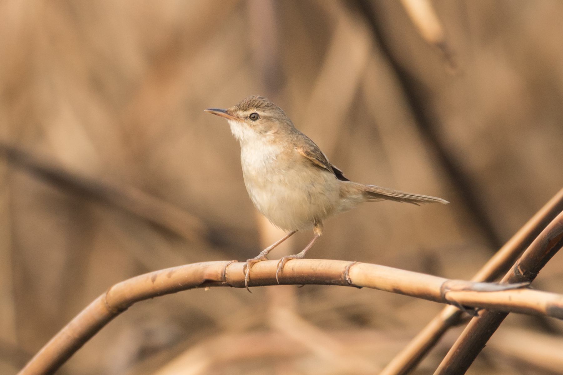 Blunt-winged Warbler