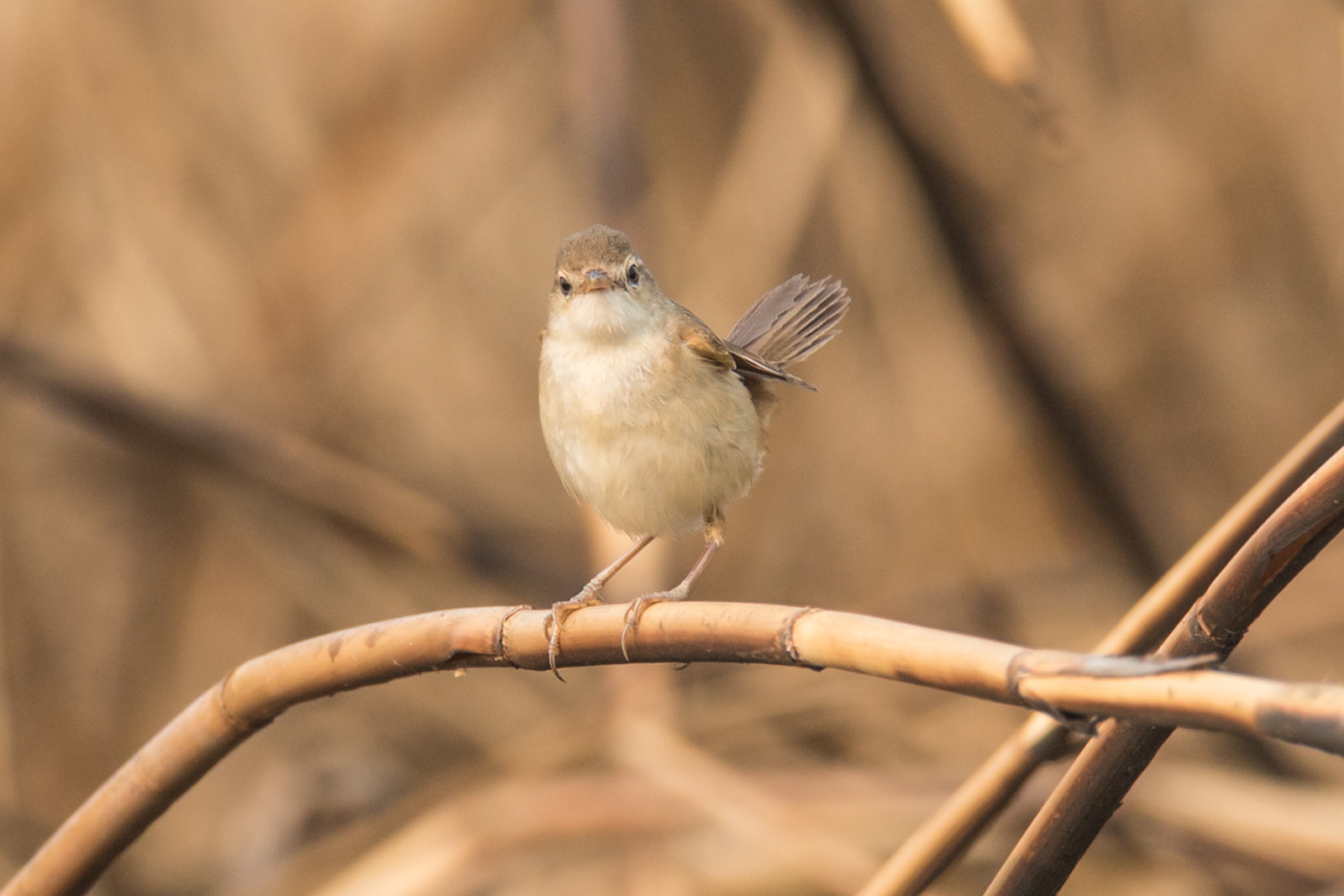 Blunt-winged Warbler