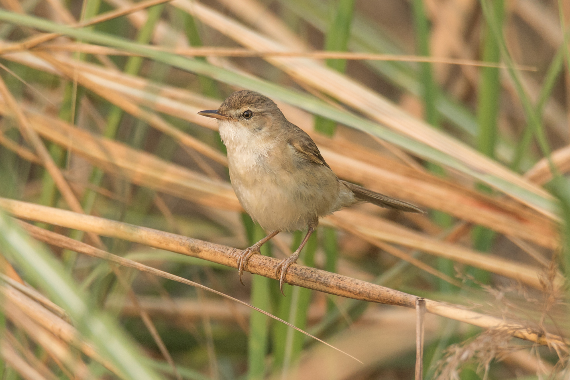 Blunt-winged Warbler