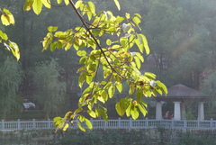 Ficus