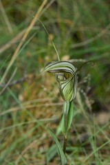 Pterostylis coccina