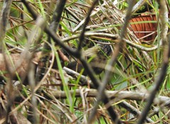 Picumnus granadensis