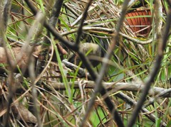 Picumnus granadensis