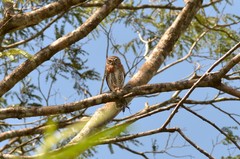 Glaucidium siju