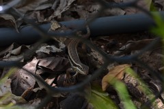 Leiocephalus cubensis