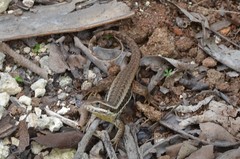 Leiocephalus cubensis