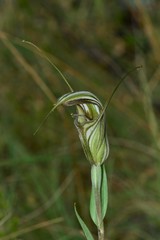 Pterostylis coccina
