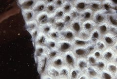 Holopsamma laminaefavosa