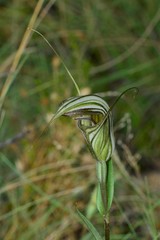 Pterostylis coccina