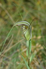 Pterostylis coccina