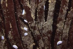 Goniobranchus thompsoni