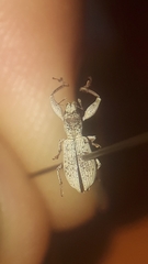 Pandeleteius nodifer