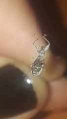 Pandeleteius nodifer