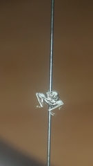 Pandeleteius nodifer