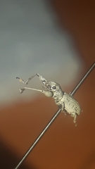 Pandeleteius nodifer