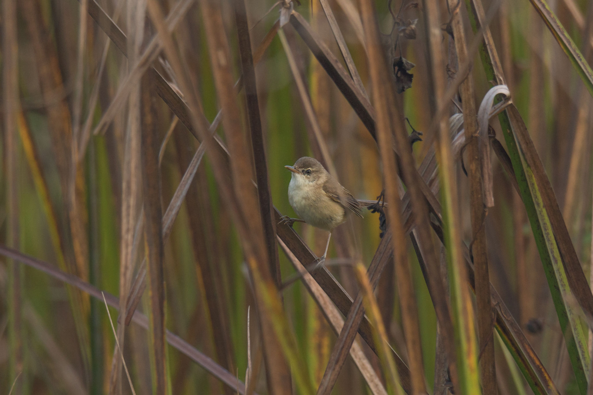 Blunt-winged Warbler