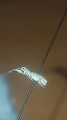 Pandeleteius nodifer