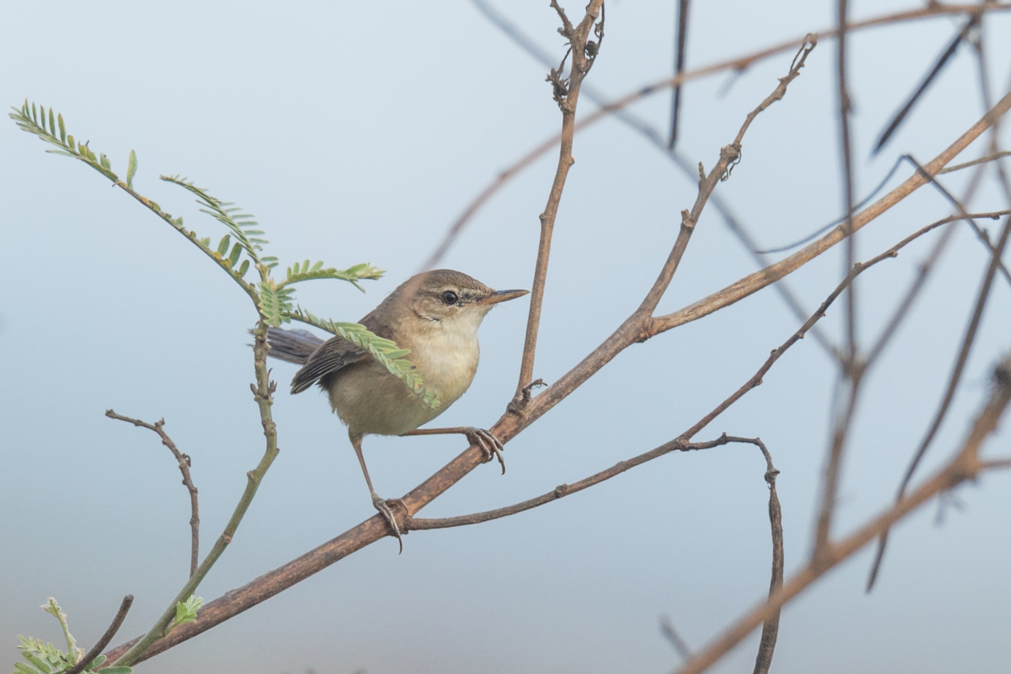 Blunt-winged Warbler