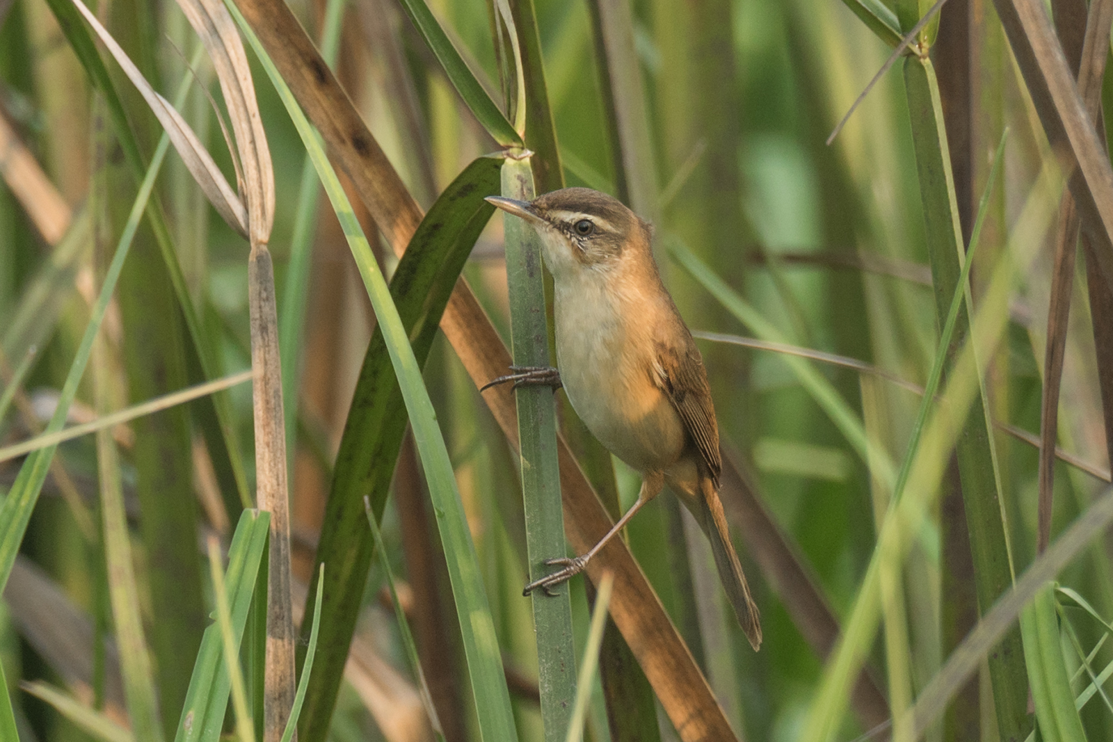 Manchurian Reed Warbler