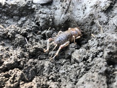 Tarbinskiellus portentosus