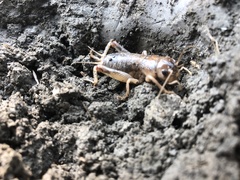 Tarbinskiellus portentosus
