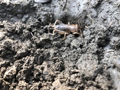 Tarbinskiellus portentosus