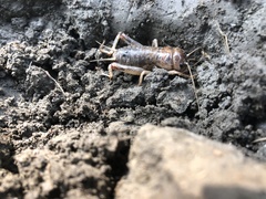 Tarbinskiellus portentosus