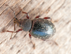 Otiorhynchus nodosus