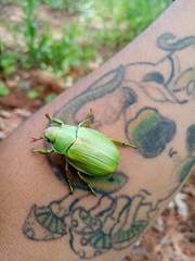 Chrysina laniventris