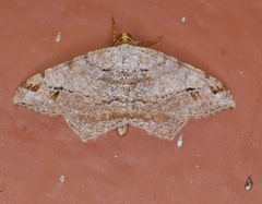 Macaria aequiferaria