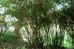 Bambusa multiplex