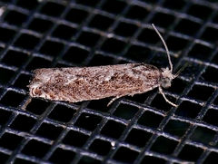 Epinotia celtisana