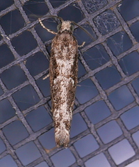 Epinotia celtisana